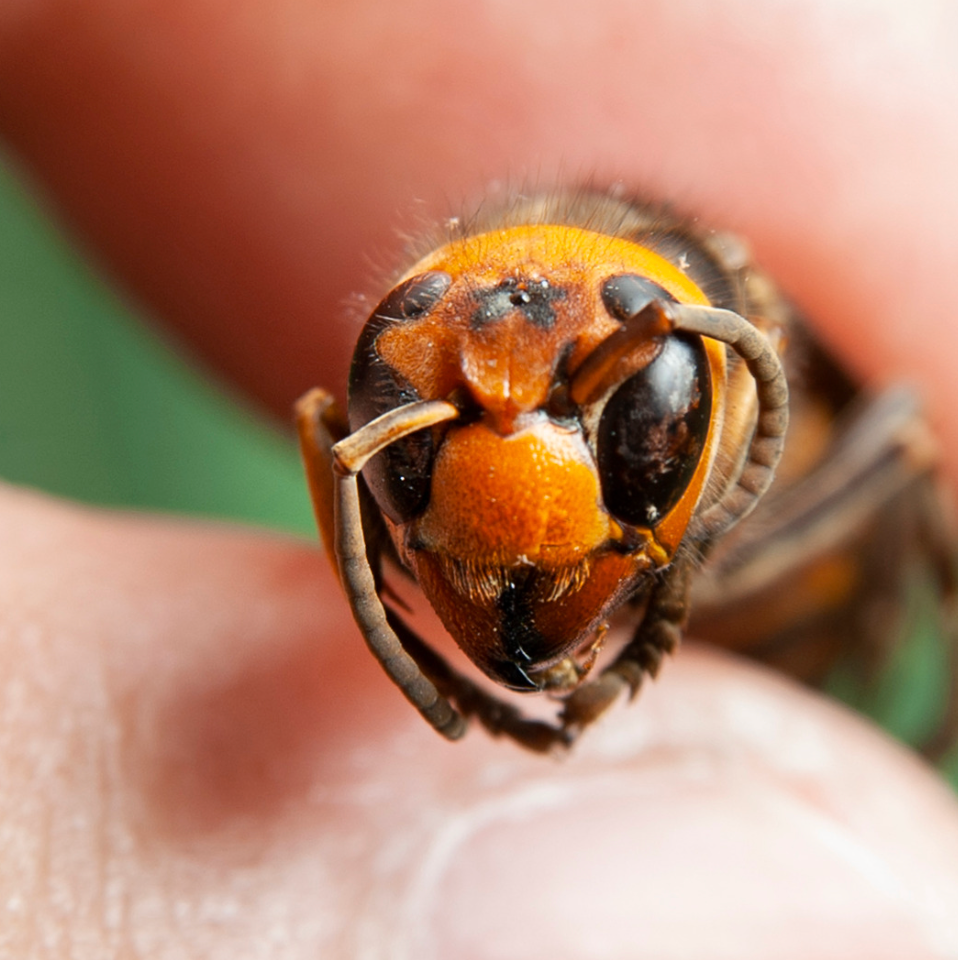 Asian Hornets targeting Bees in the UK
