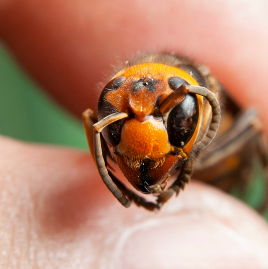 Asian Hornets targeting Bees in the UK