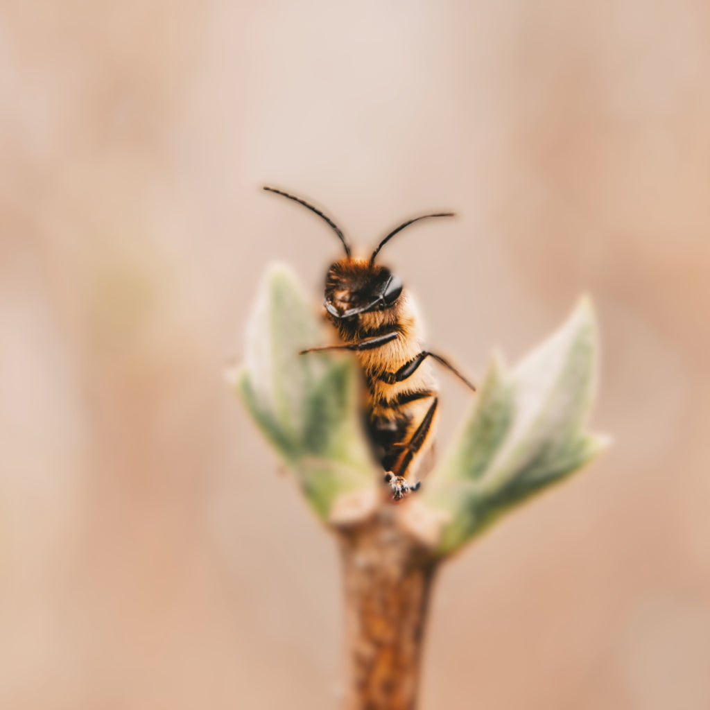 Bees vs Pesticides